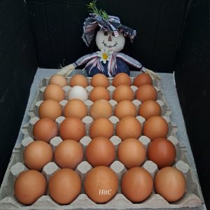 Free-range Eggs